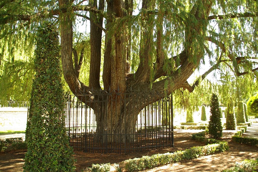 Arbol Del Ahuehete Descubre El Árbol Más Antiguo De España Y Su Fascinante Historia – EBRX