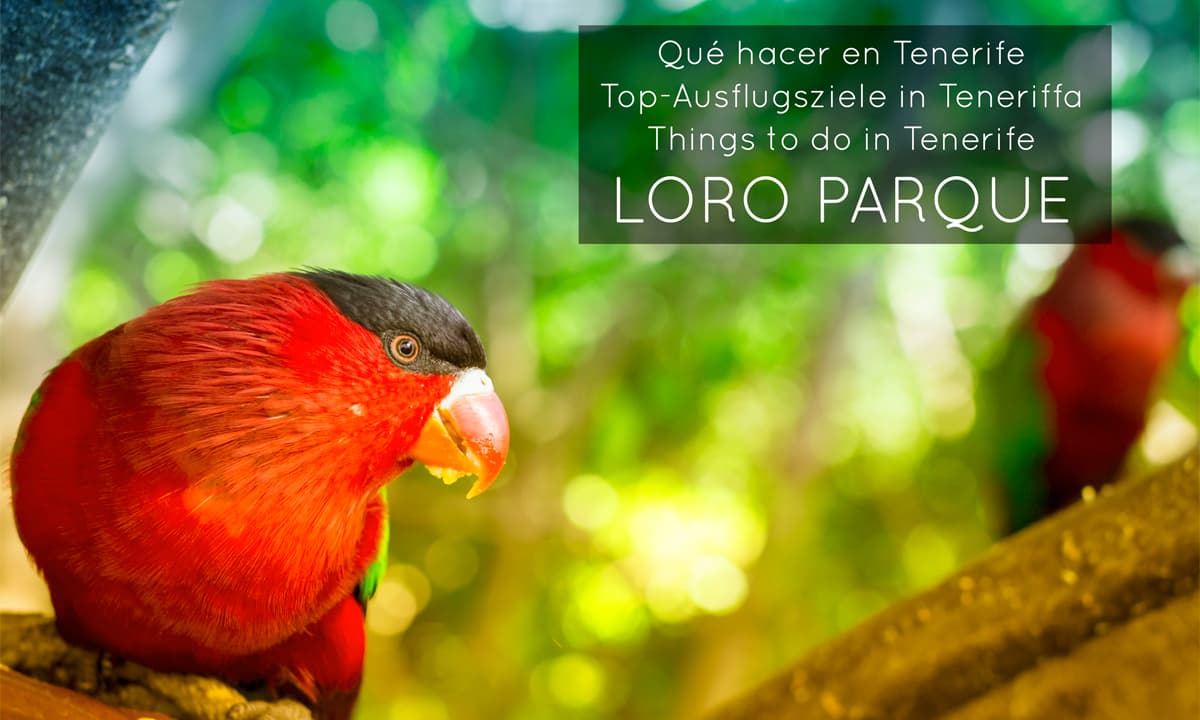 Things-to-do-Tenerife-Loro-Parque