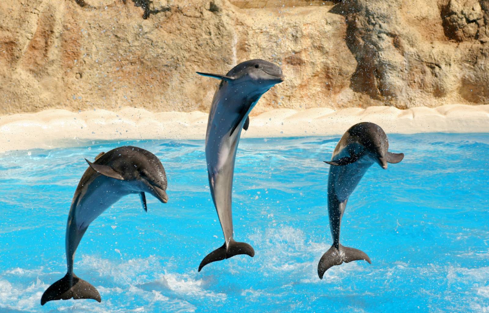 Espectáculo de delfines en el parque Aqualand de Tenerife
