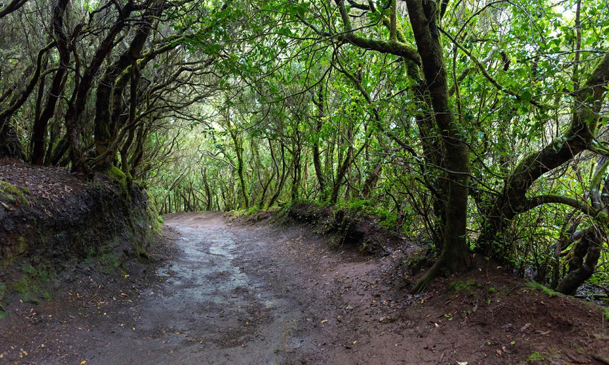 Sendero en Anaga, Reserva de la Biosfera