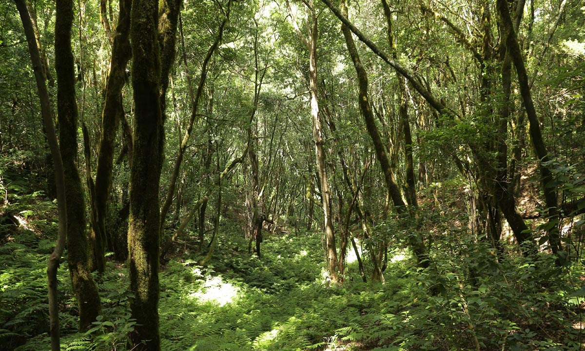 Parque Nacional de Garajonay