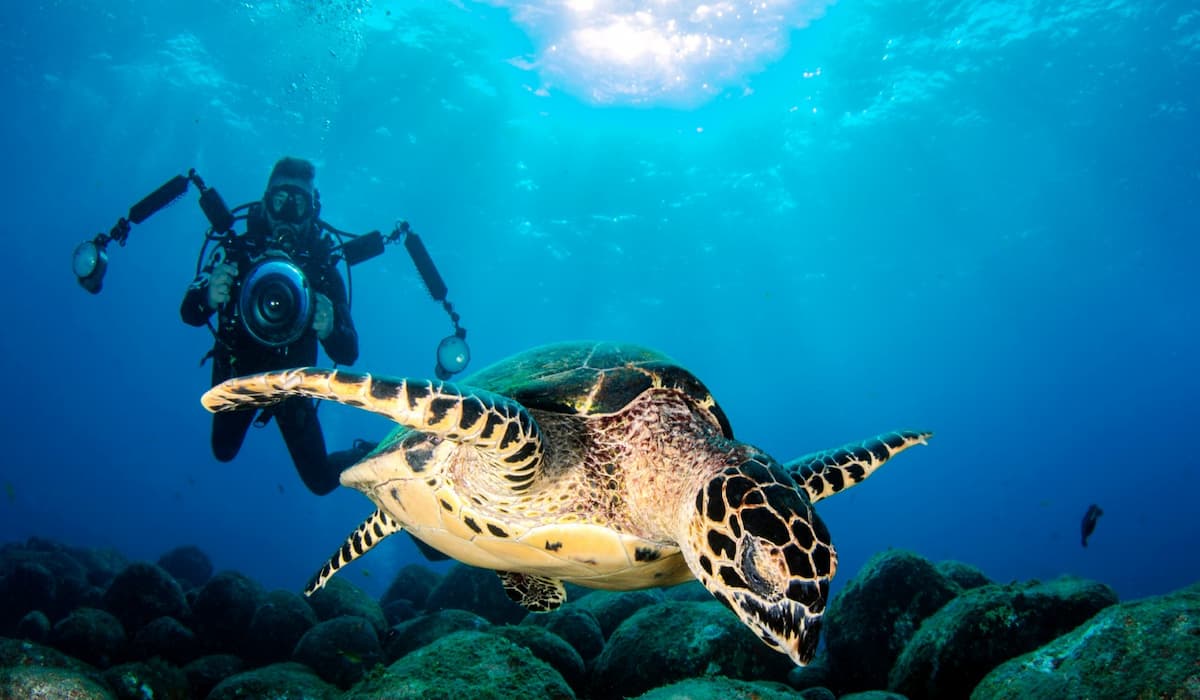Sea turtle and diver off the coast of Tenerife