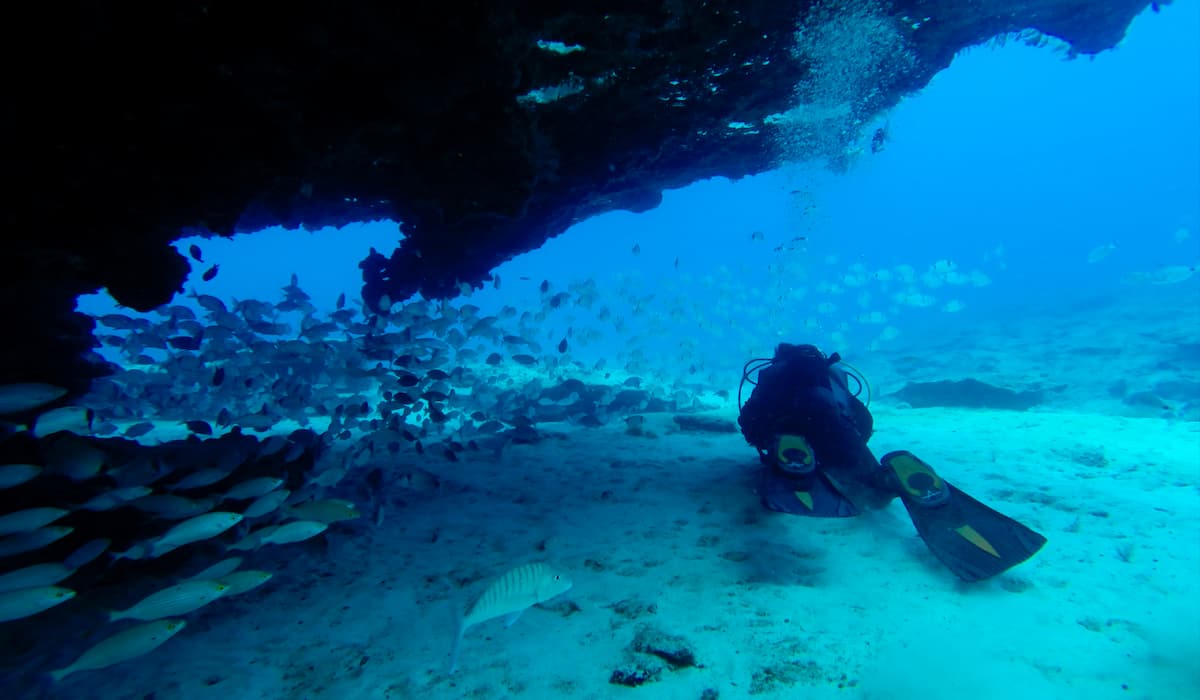 Diver and fish in Fuerteventura