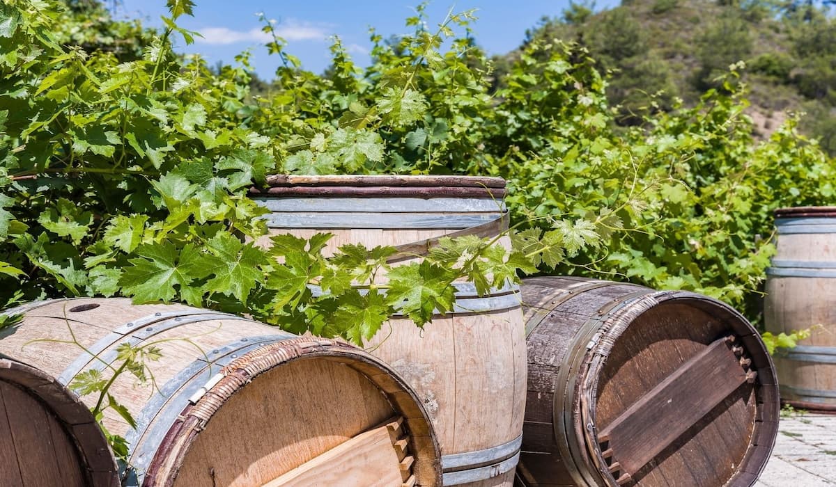 Wine barrels and vineyards