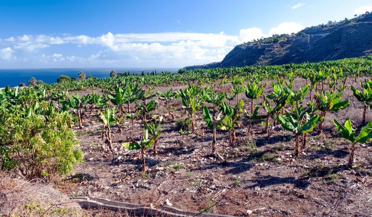 A vineyard in Tenerife