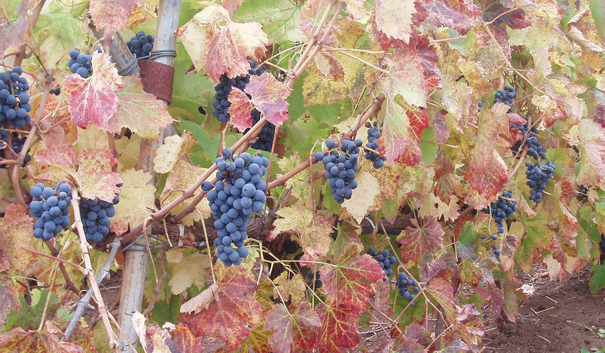 Weinberge der Bodega Frontón de Oro