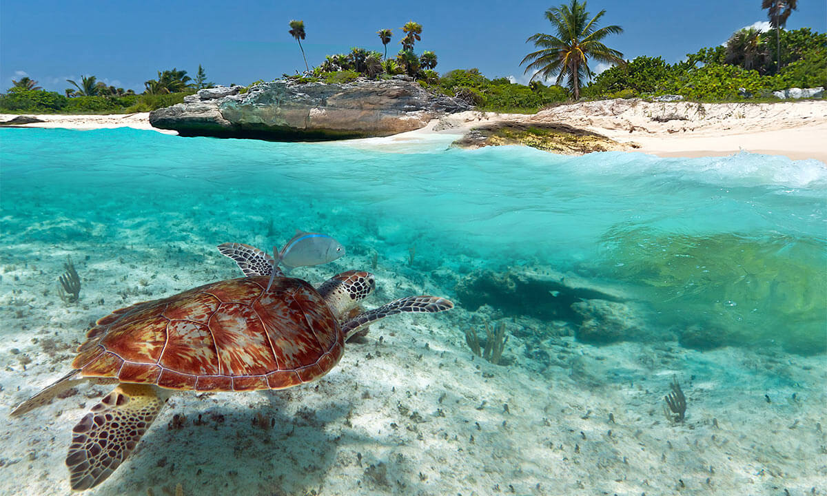 Sea turtles in Riviera Maya