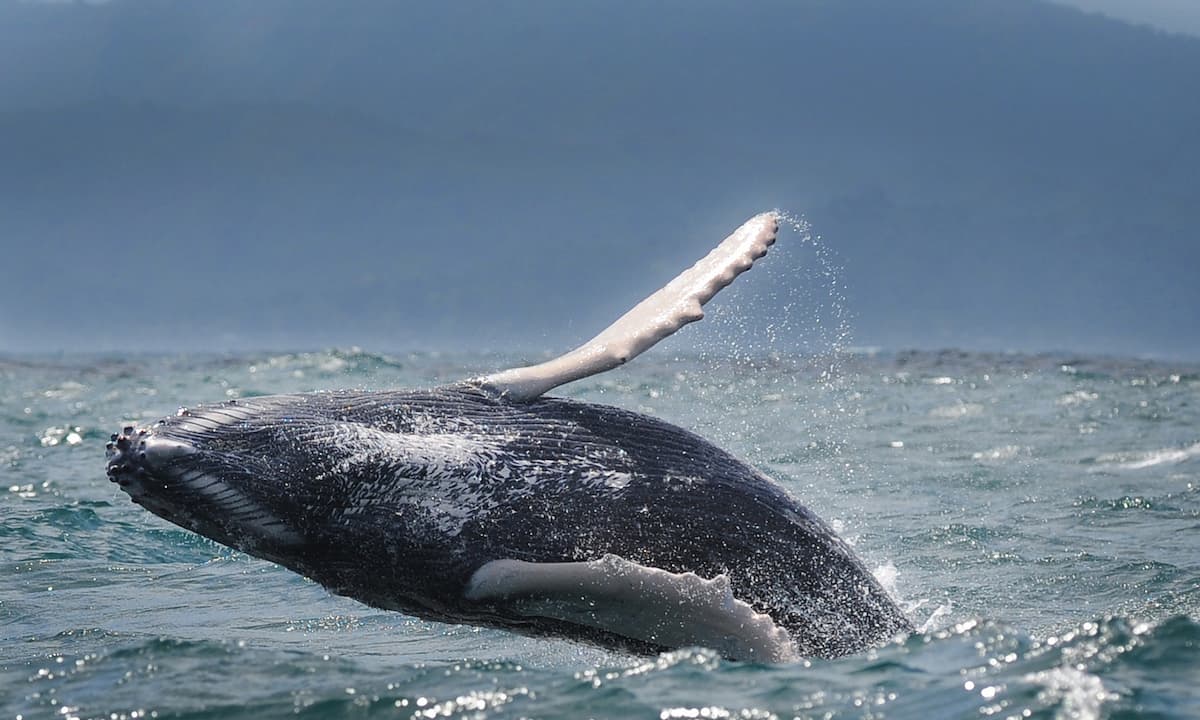 Humpback Whales Dominican Republic