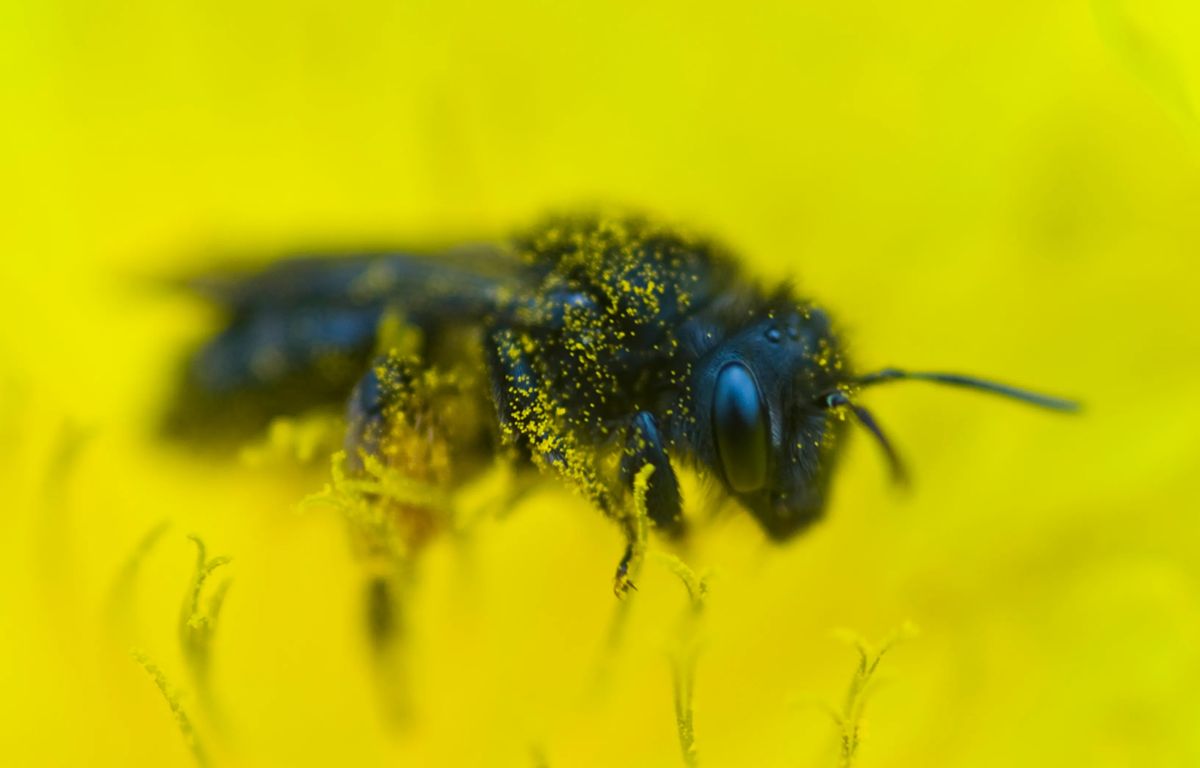Ejemplar de abeja negra canaria