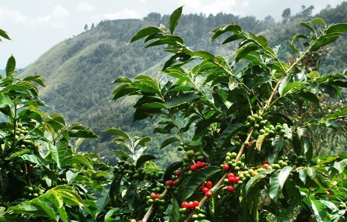Planta de café en Agaete
