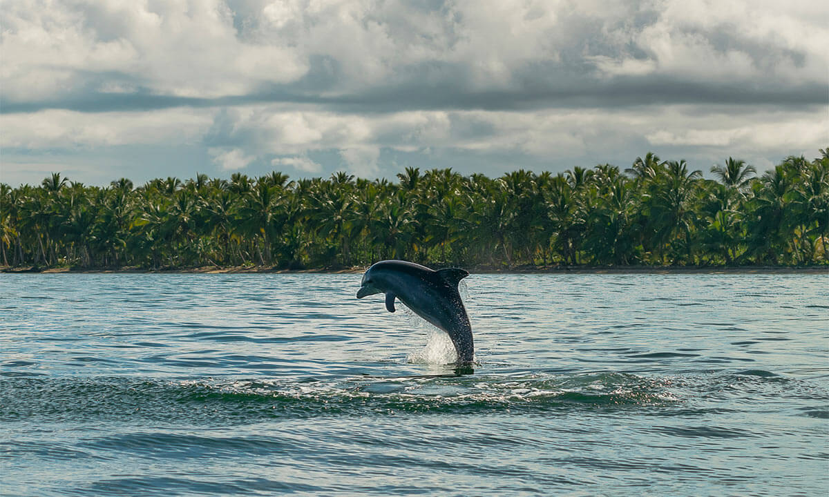 Delfines en la República Dominicana