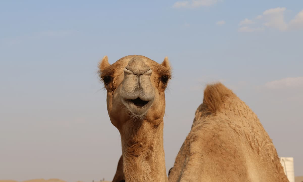 Camello en Fuerteventura