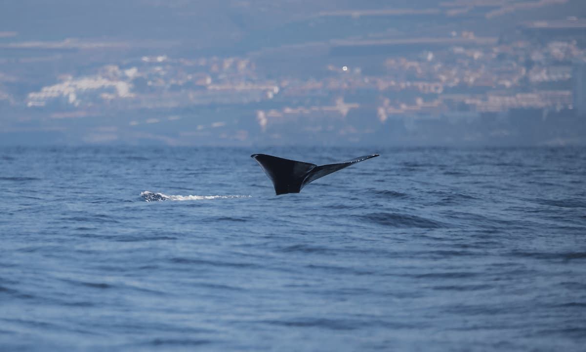 Cola de ballena asomando del mar con Costa Adeje de fondo