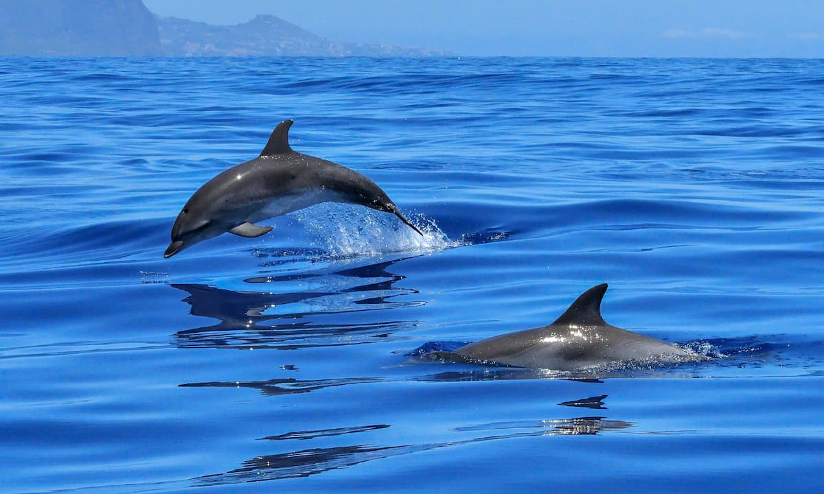 lt 6 Avistamiento de cetáceos La Palma