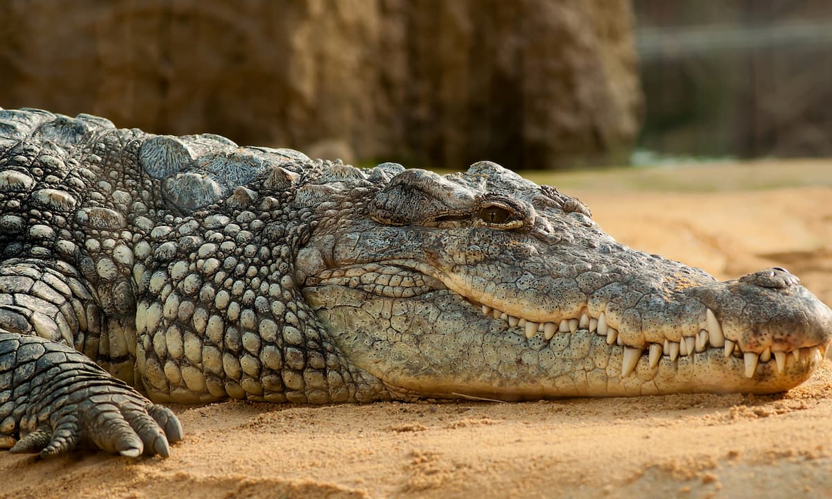 lt 2 Crocodile Maroparque