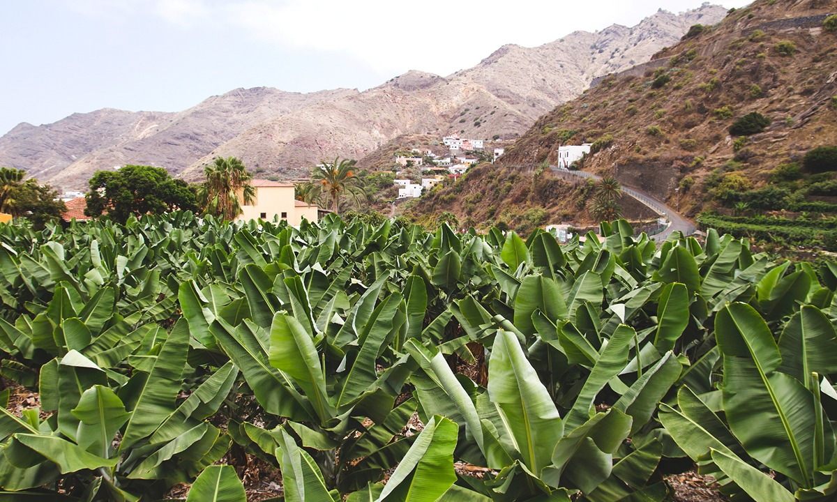imagen de una plantación de plátanos de Canarias