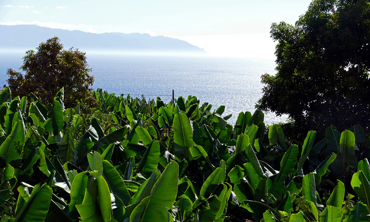 imagen de cultivo de plátano de Canarias