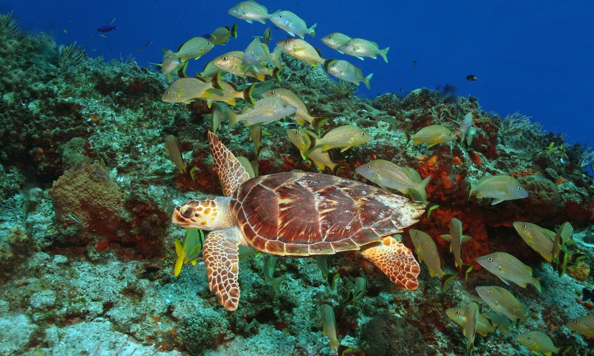 Tortuga y peces en el Gran Arrecife Mesoamericano