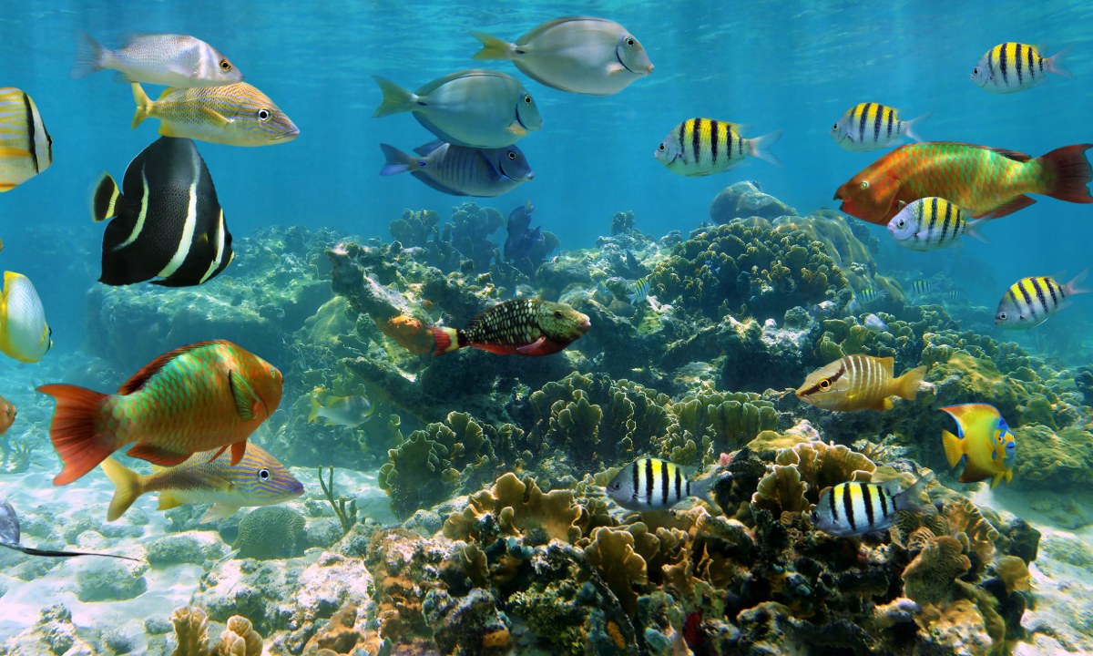 Peces en arrecife