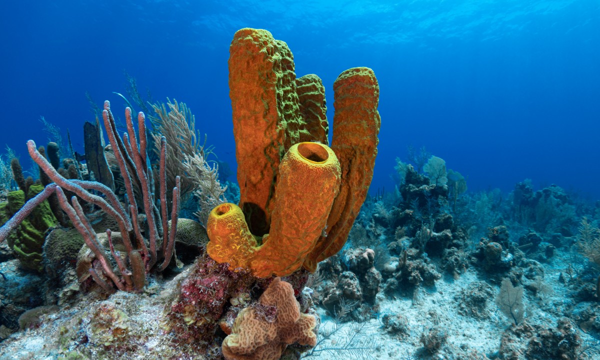 The Isla Catalina reef