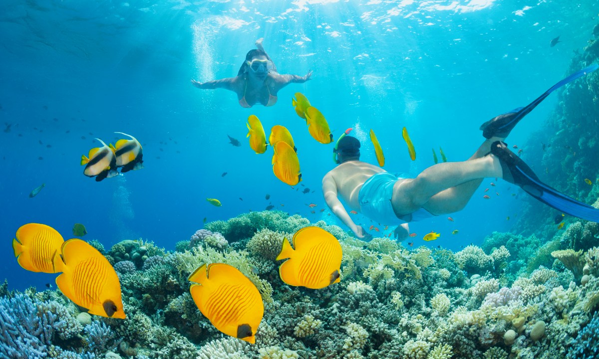 A couple snorkelling among yellow fish