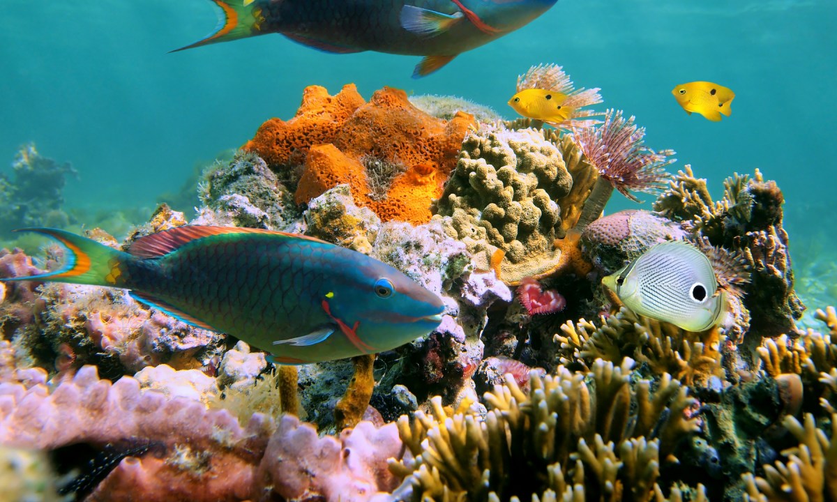 Fish on the Negril coral reef
