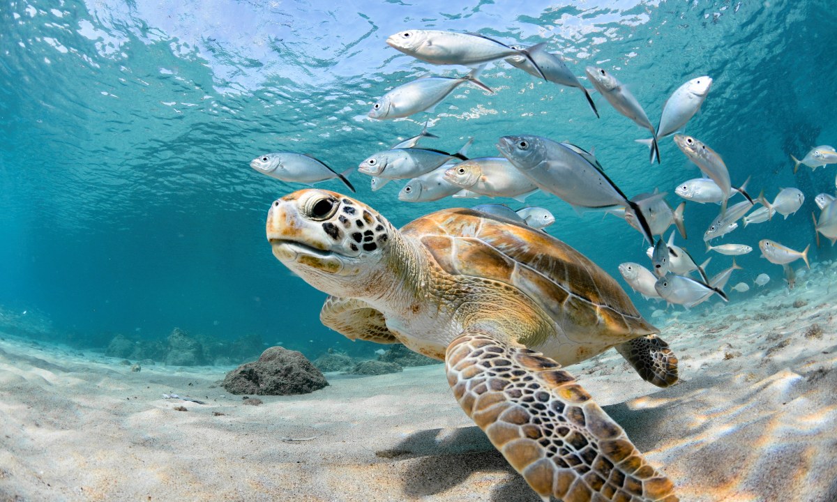 A sea turtle surrounded by fish