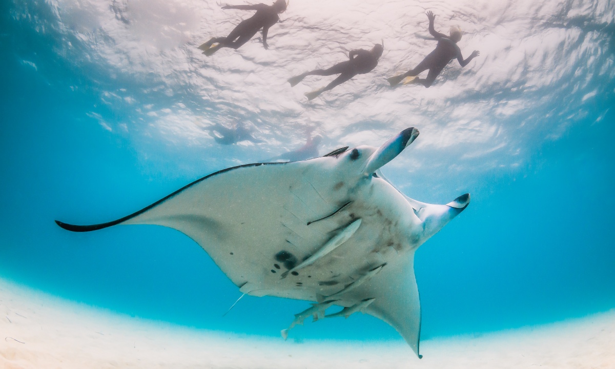 Three divers swimming with a ray