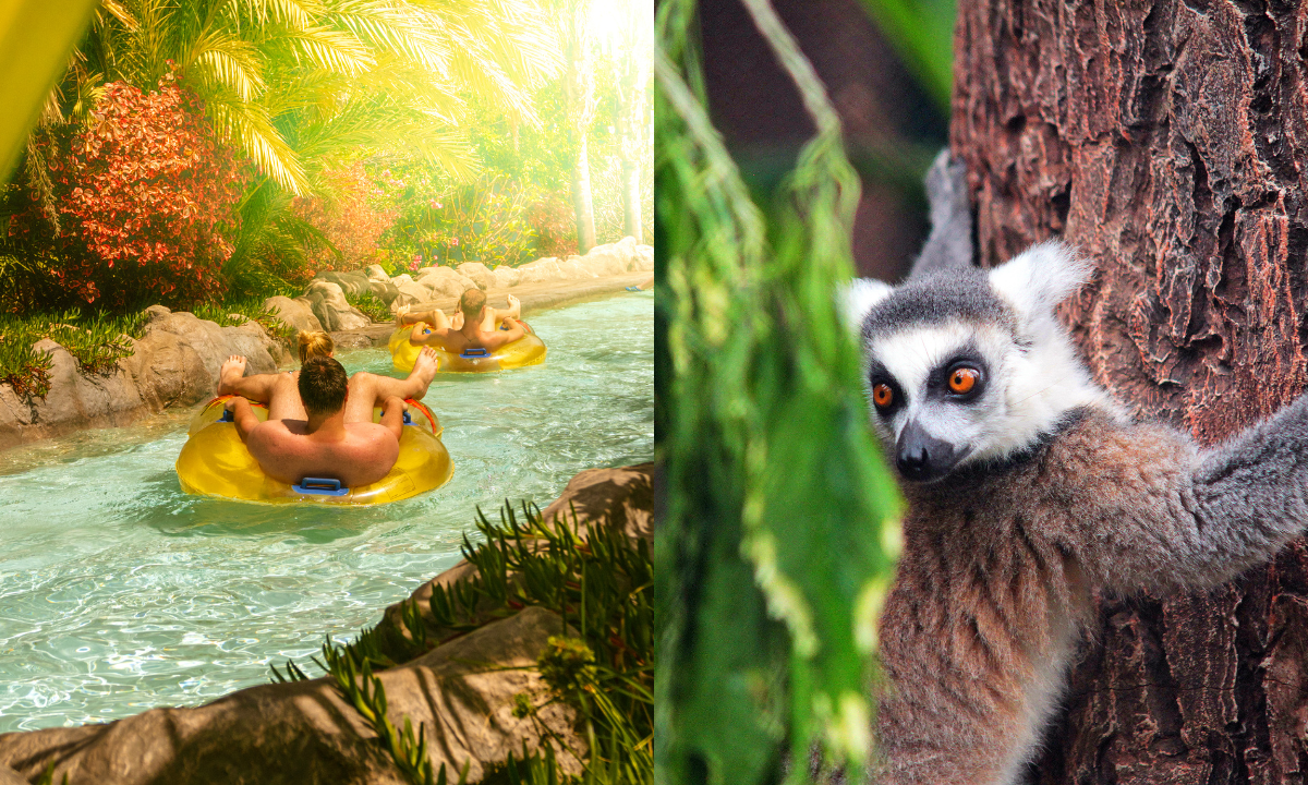 People floating peacefully on the Lazy River at Siam Park and a ring-tailed lemur at Loro Parque