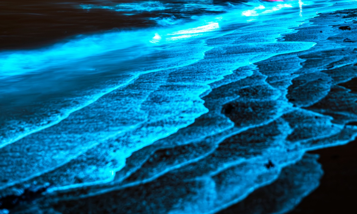 Luminescent shore in the Luminous Lagoon