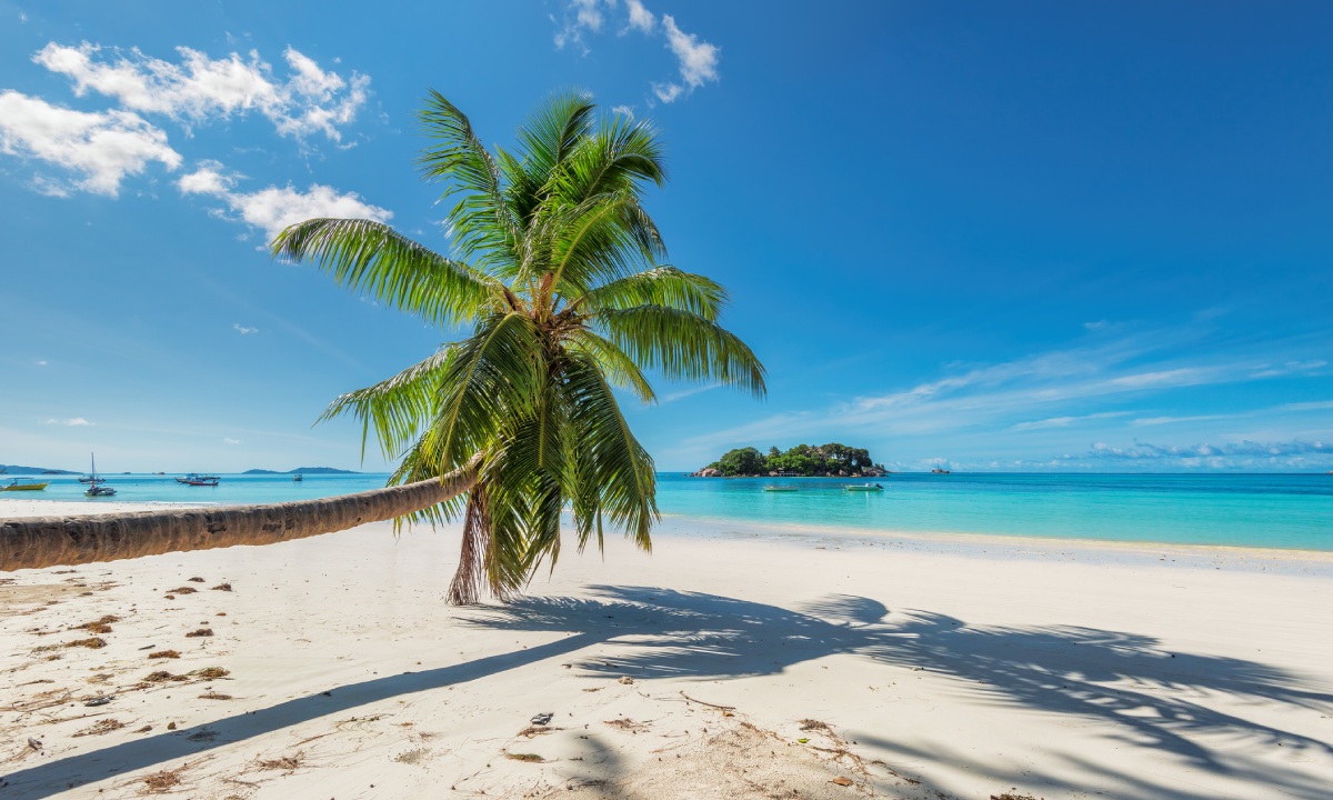 Palmera en playa de Jamaica