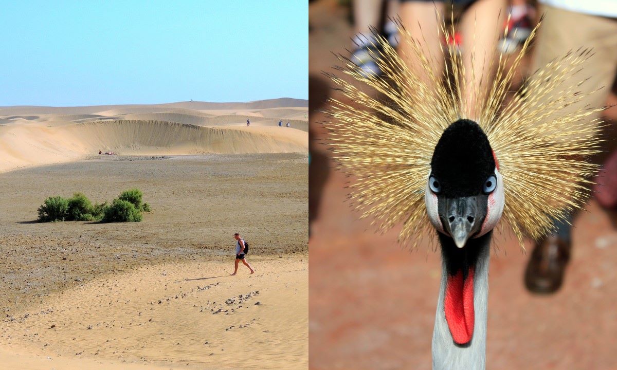 Familia con niños en las Dunas de Maspalomas (izquierda) y una grulla en Palmitos Park (derecha)