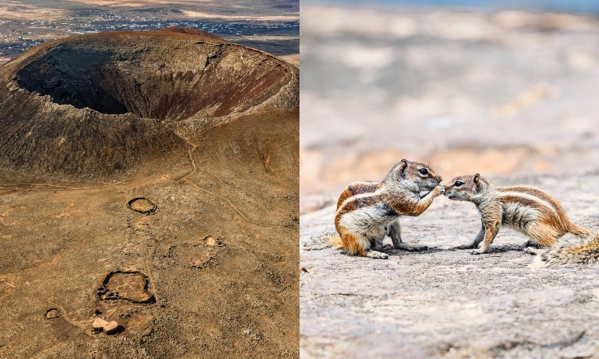 Cráter de Calderón Hondo (izquierda) y dos ardillas morunas en Fuerteventura (derecha), perfecto para familias con niños