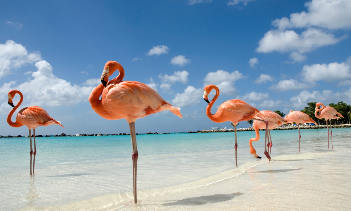 Seaside flamingos