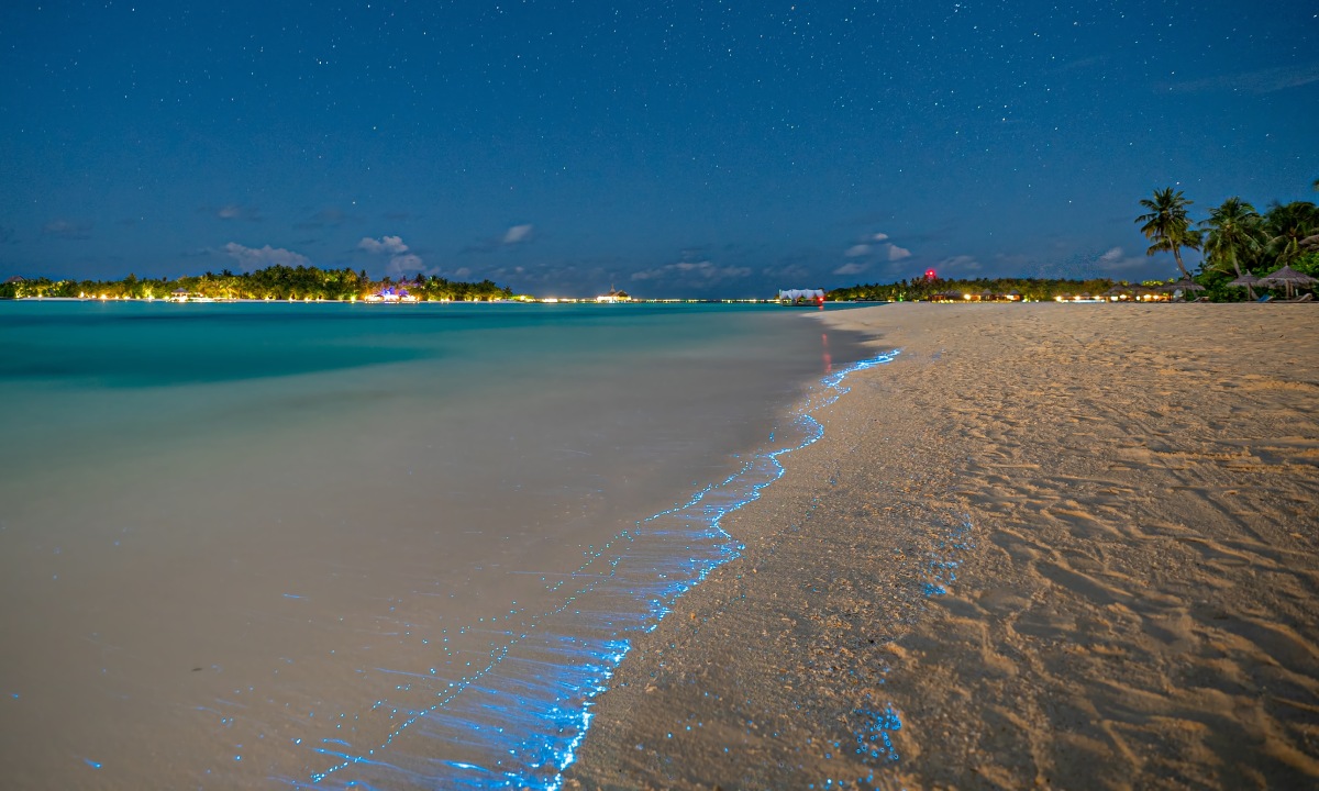 A beach with bioluminescent plankton