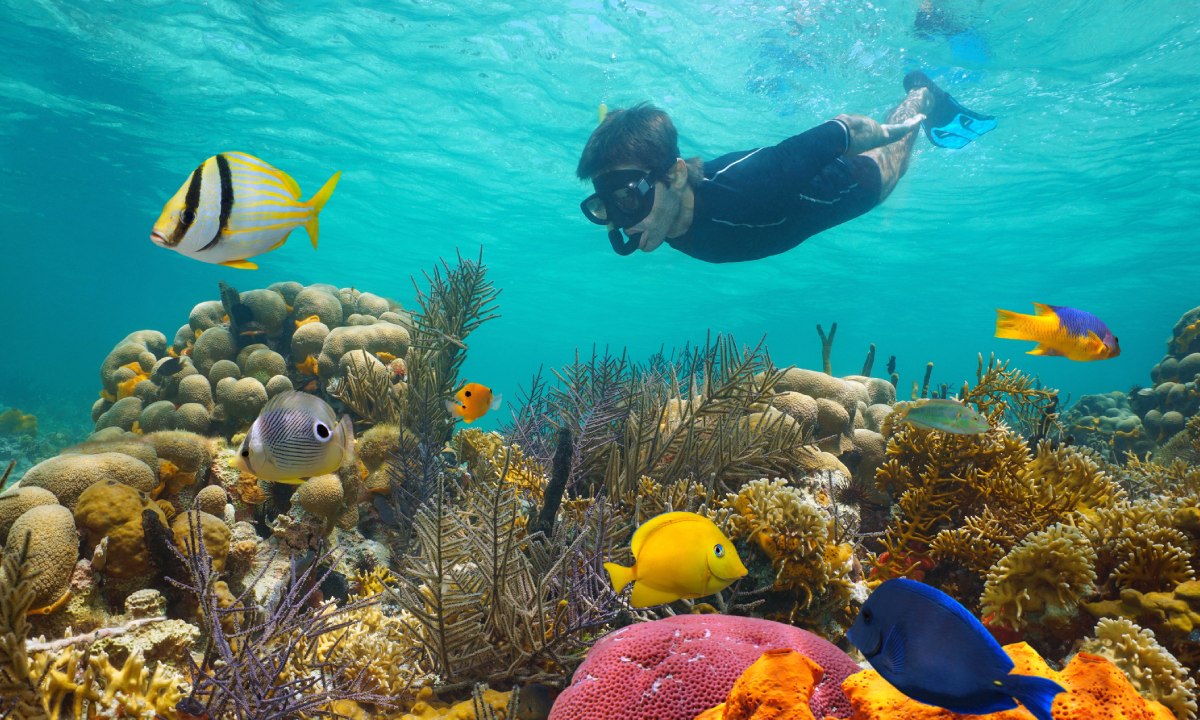 Mann taucht in einem Riff mit Fischen