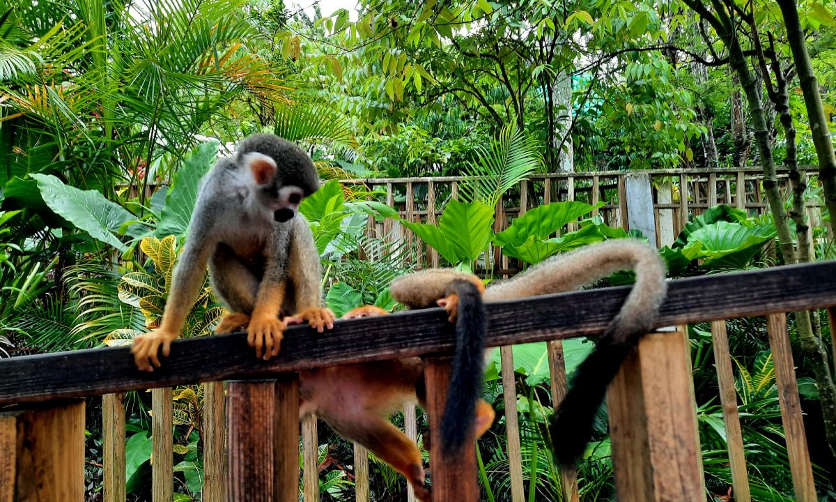 Monos en Monkeyland