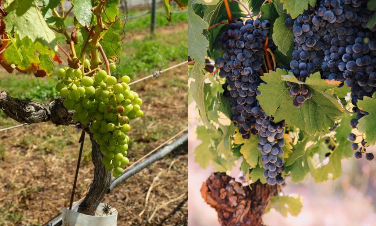 Trauben der Sorten Malvasía (links) und Negramoll (rechts) in Weinbergen auf Teneriffa