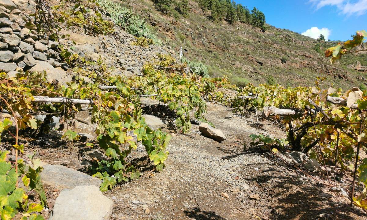 Terrassenweinberge in Güímar auf Teneriffa, eingebettet in die vulkanische Landschaft der Insel