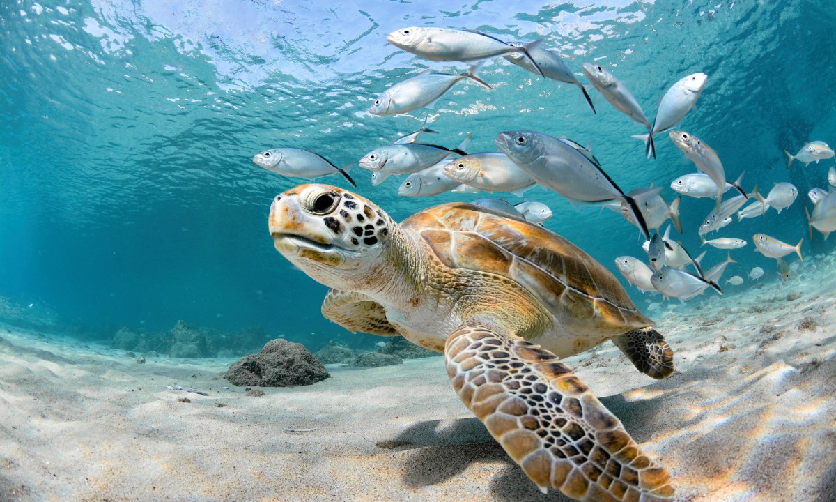 Tortuga y peces en fondo del mar