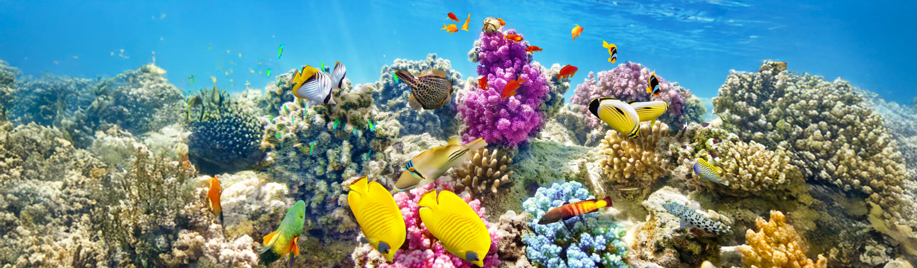 A coral reef and fish