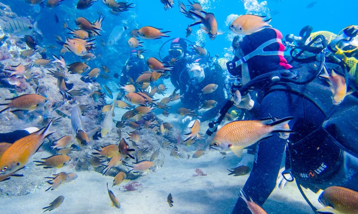 Taucher zwischen bunten Fischen und faszinierenden Unterwasserlandschaften