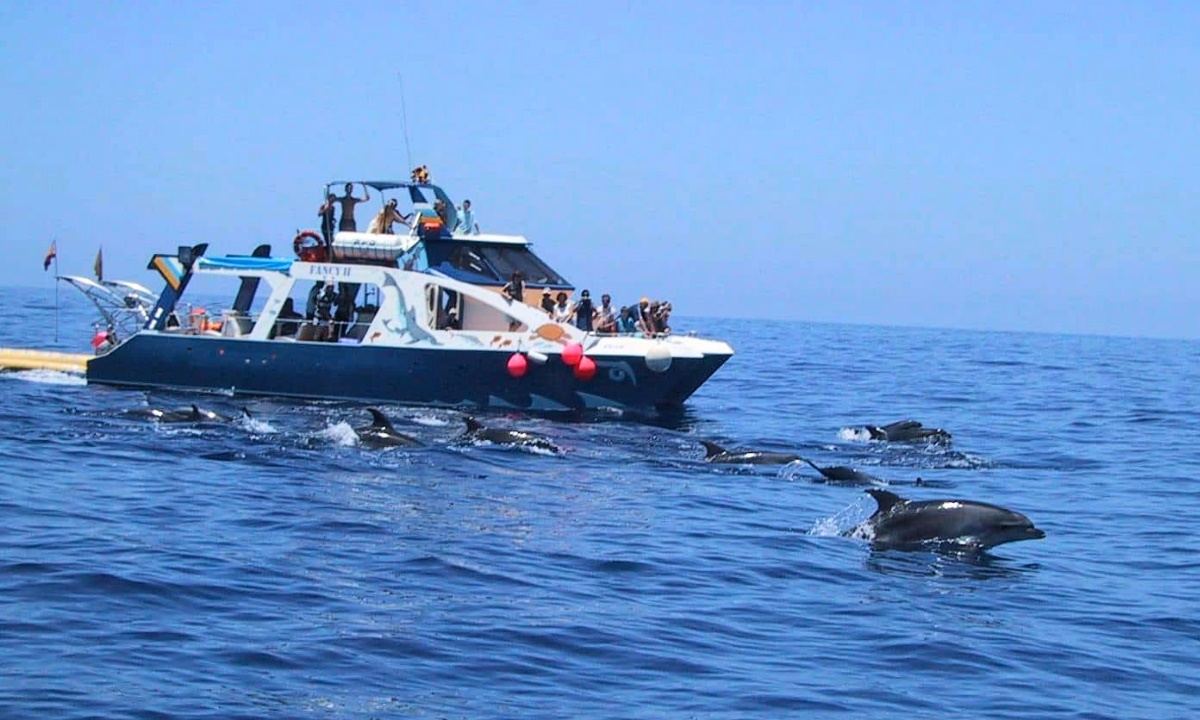 Boot bei der Beobachtung einer Delfinschule auf offener See vor La Palma