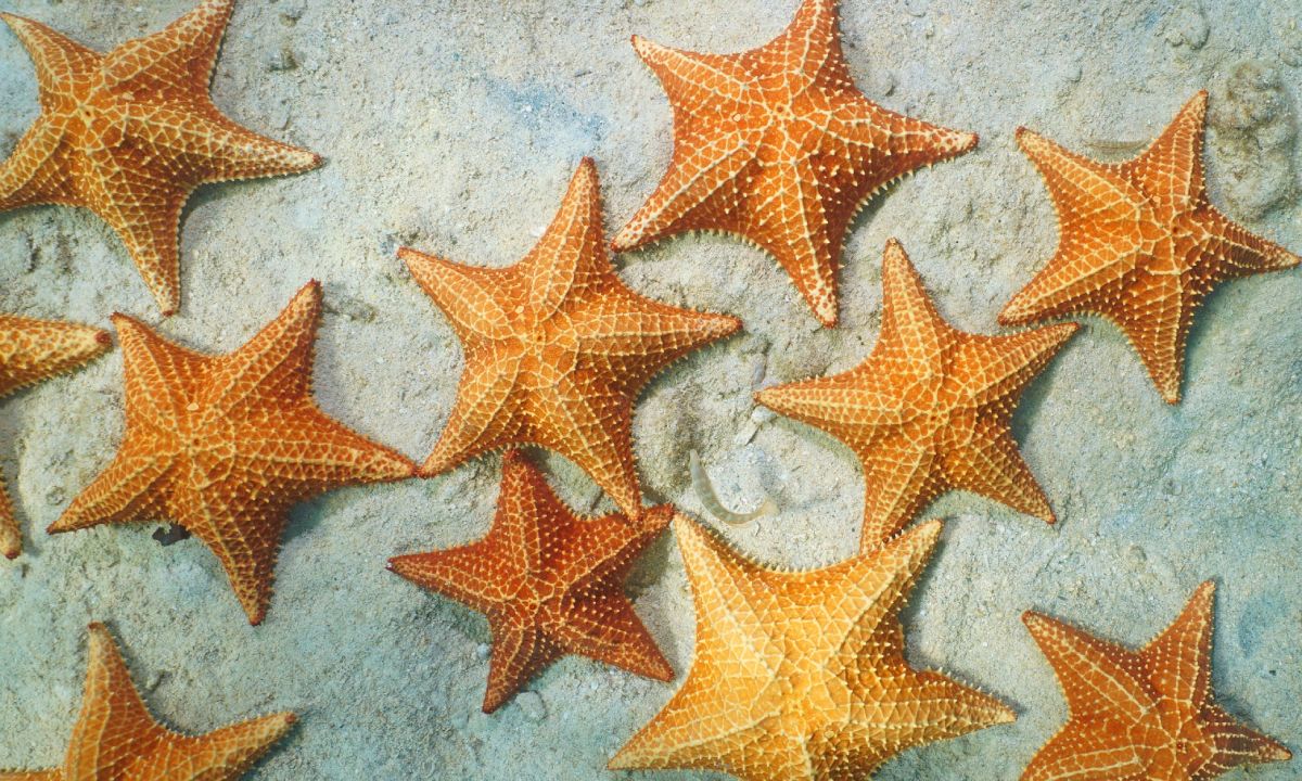 Starfish