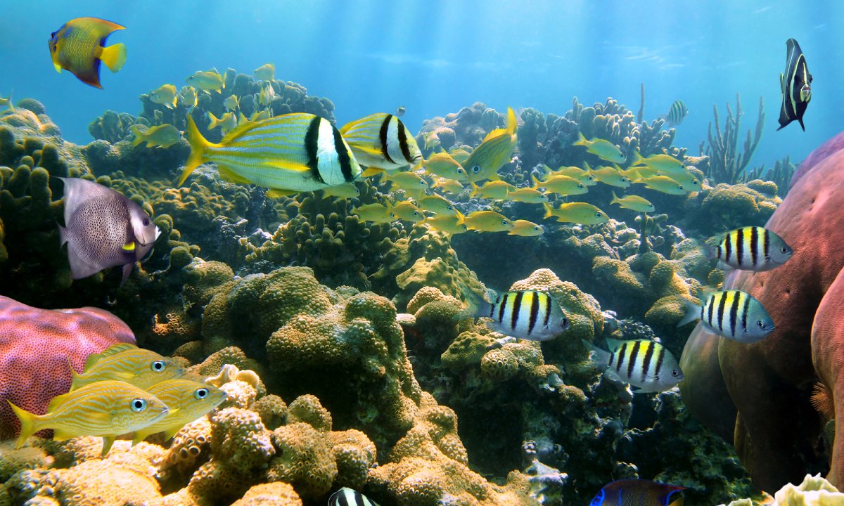 A reef with fish