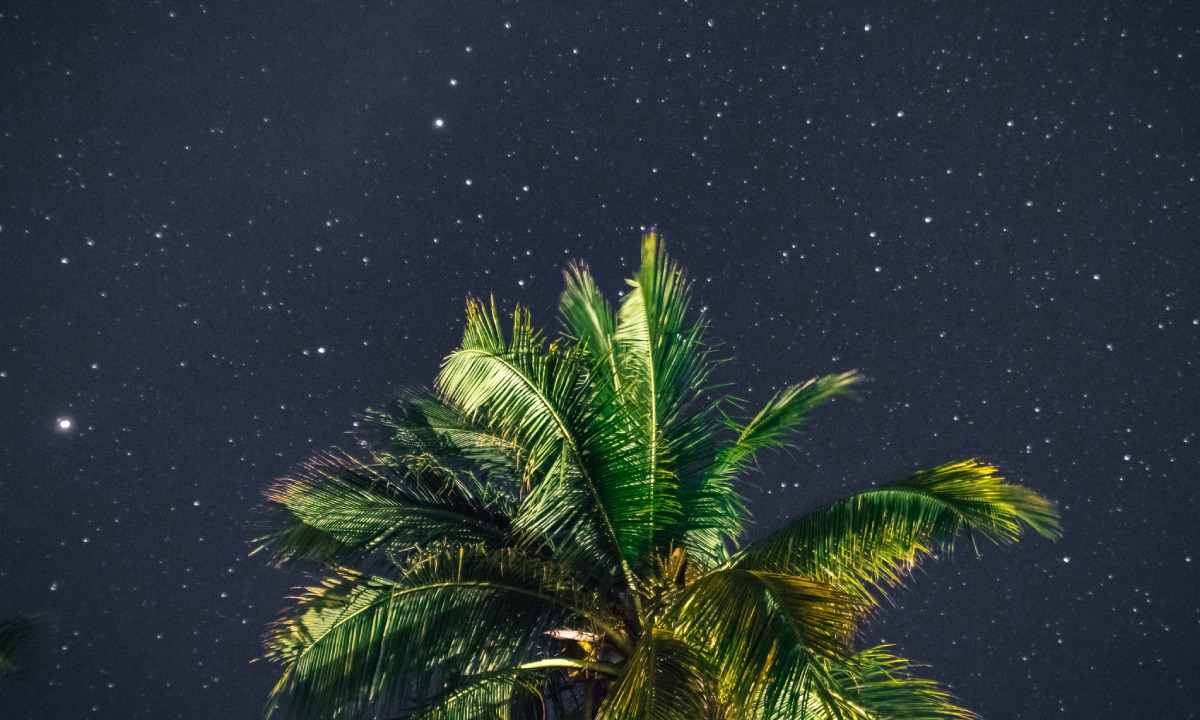 Cielo estrellado con palmera