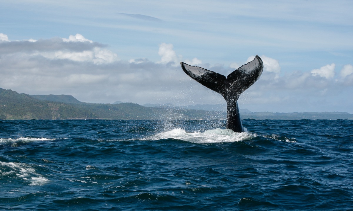 Ballena en Bahía de Samaná