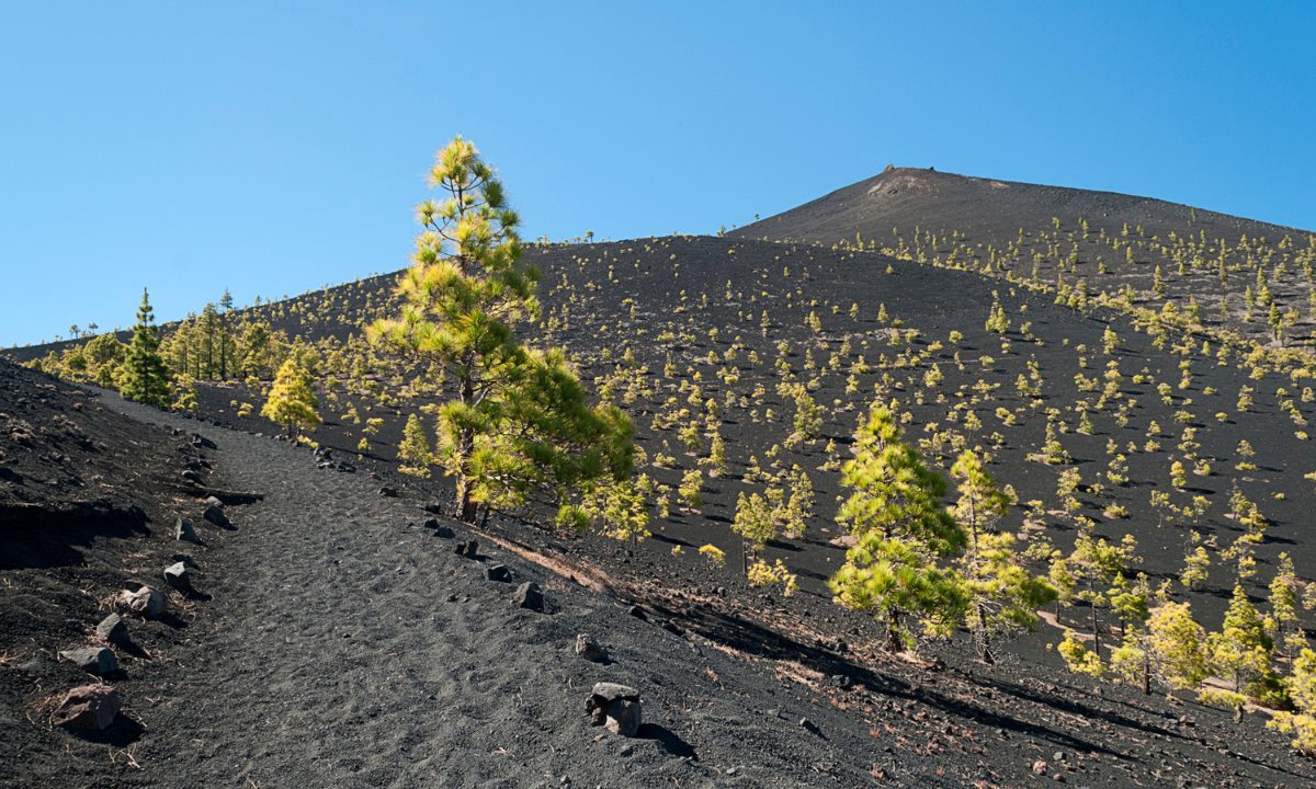 Sendero de arena negra rodeado de pinos canarios en la famosa Ruta de los Volcanes en la isla de La Palma.