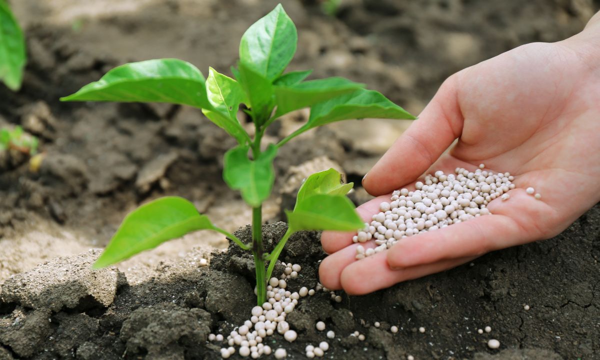Mano aplicando gránulos de abono natural alrededor del tallo de una planta en la tierra