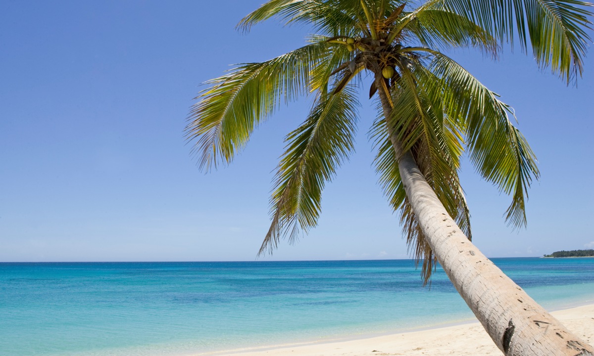 Palme an einem karibischen Strand